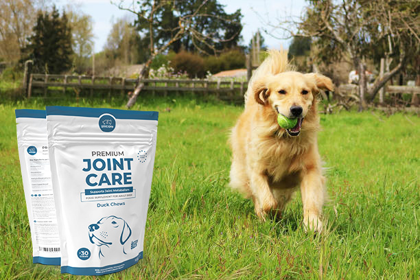 Golden Retriever jugando en un prado con una pelota de tenis en la boca - producto Premium Joint Care de Anicare al lado.