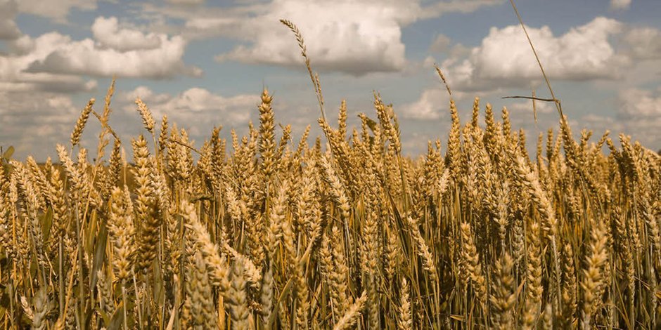 campo de cereales 