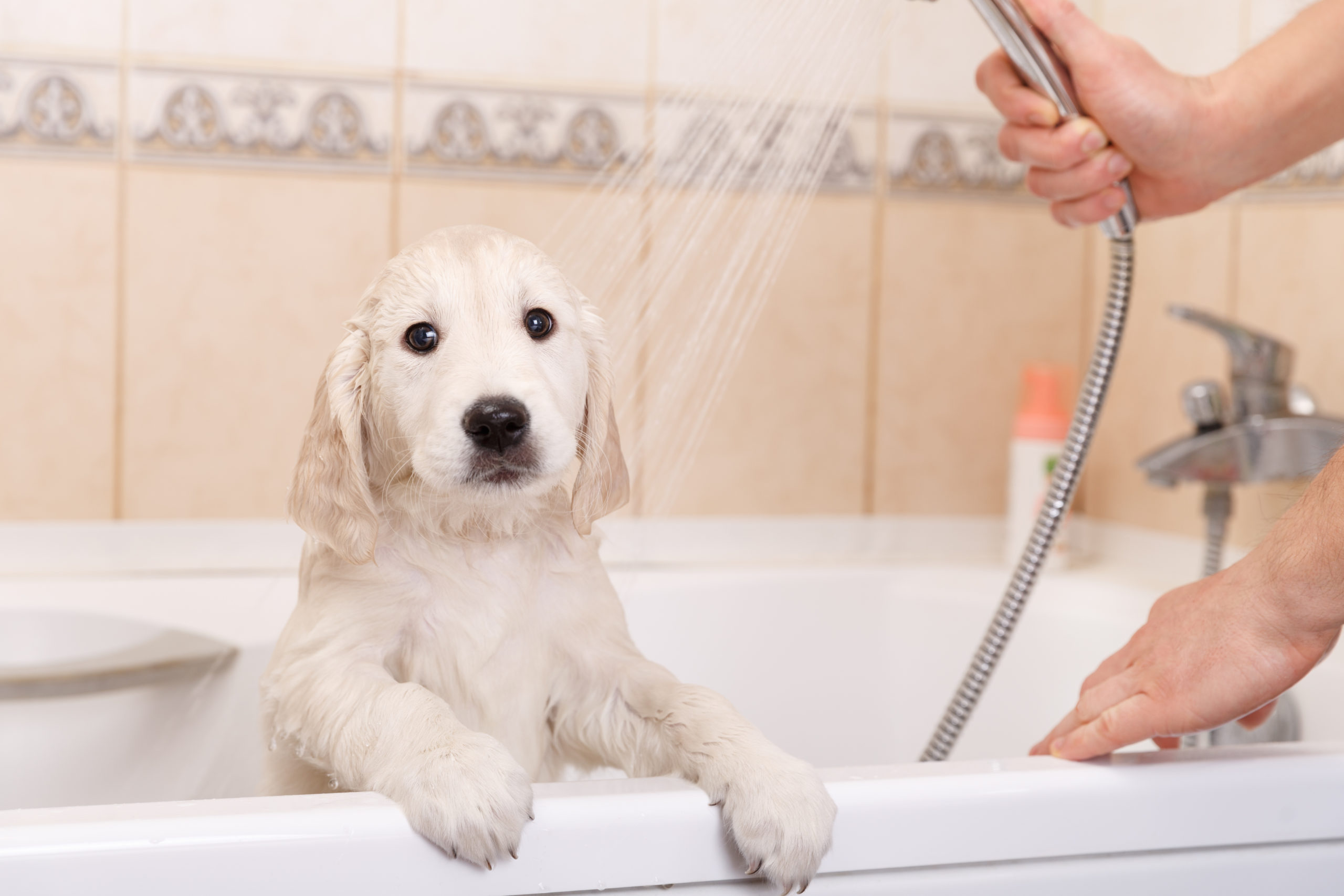 duchando al perro con Natural Itch Relief Shampoo 