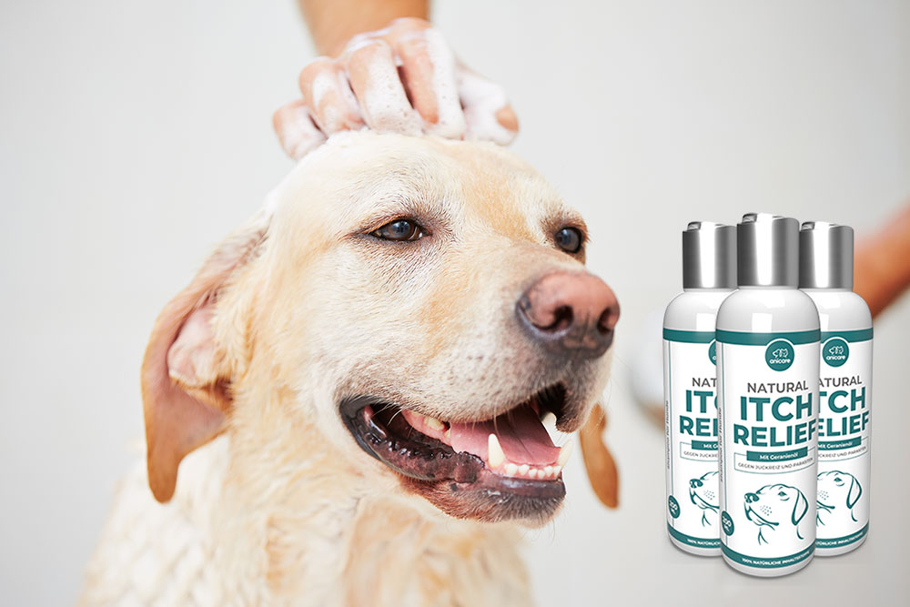 duchando al perro con Natural Itch Relief Shampoo 