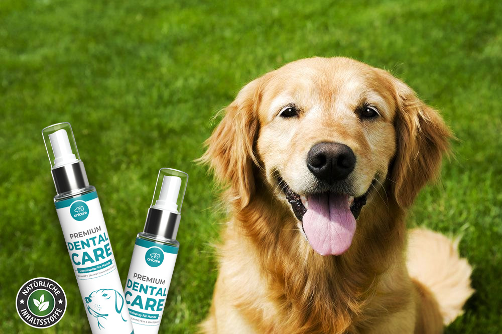 Golden Retriever auf grüner Wiese mit Anicare Premium Dental Care Sprays