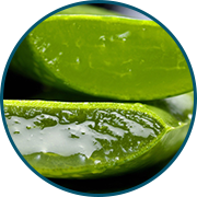 Aloe Vera - Natural Itch Control