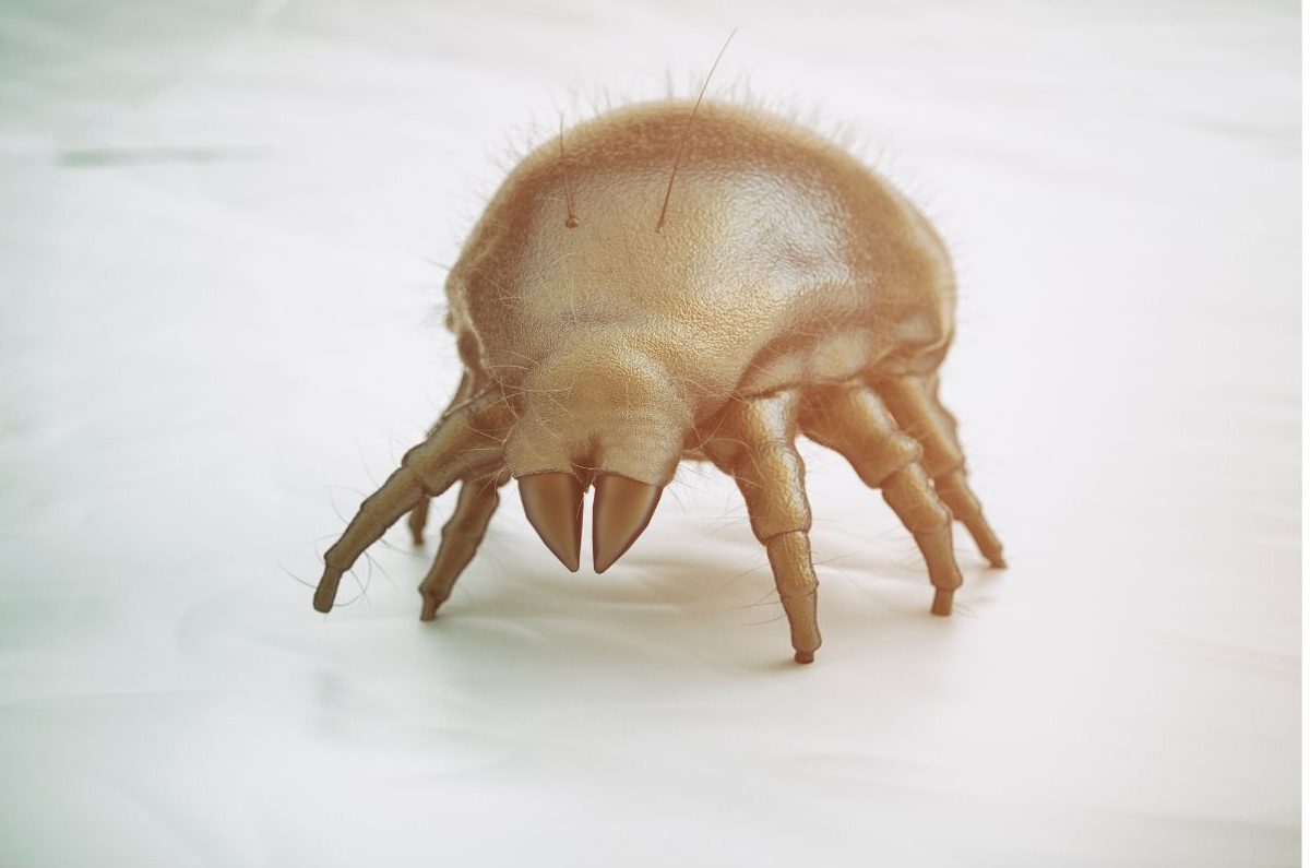 Eliminación de los ácaros de la hierba con Natural Itch Control