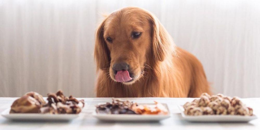 Brauner Hund steht vor 3 Tellern mit verschiedenem Essen und leckt sich die Schnauze