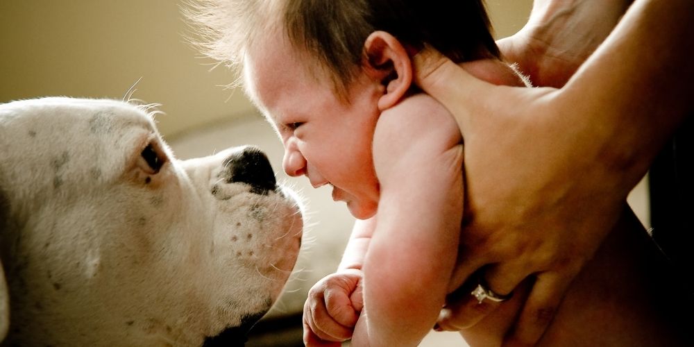 Madre sosteniendo al bebé con ambos brazos por la cara de un perro. El niño parece ligeramente asqueado por el olor de la boca del perro