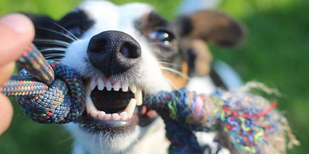 El Jack Russell Terrier tira de los juguetes para perros y muestra sus dientes en el proceso