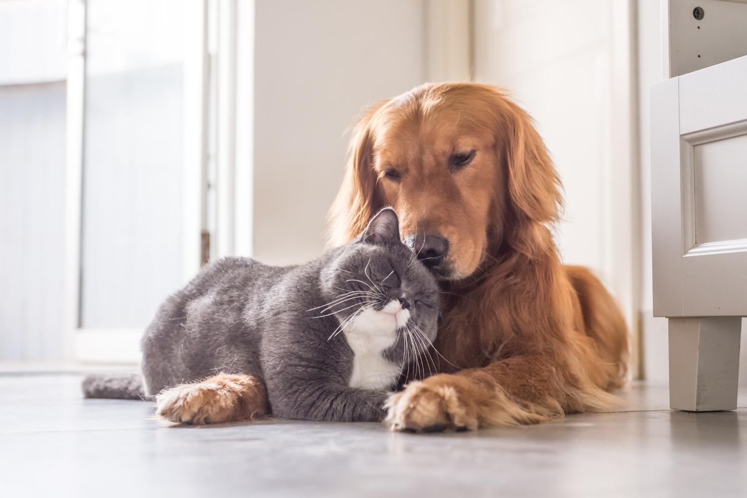 Hund und Katze